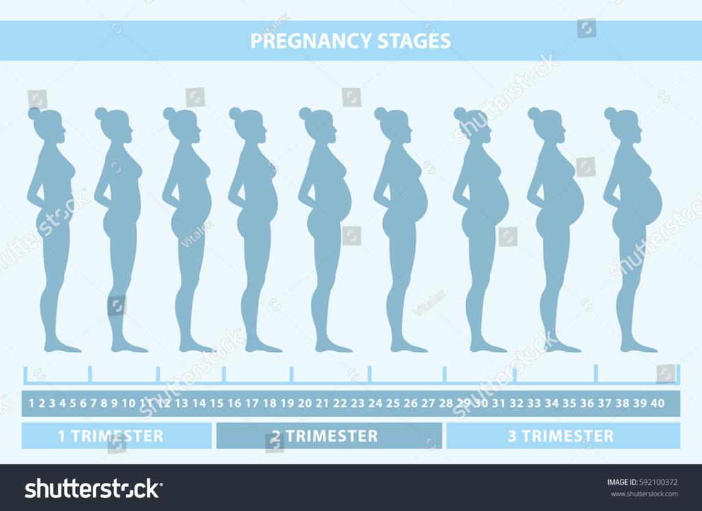 source- google image: 임신기간중신체변화과정 3. 신체변화 1) 1분기에는임신사실이눈에거의드러나지않는다. 그래서산모의경우도늦게임신사실을알게된다. 이때에는신체적변화보다는심리적인변화가크게나타난다. 감정의기복이심하며, 월경전증후군과비슷한감정선을느끼게된다. 신체적으로는태아가자궁에자리잡기시작하며, 메스꺼움과피로도로인하여잠이많아지게된다.