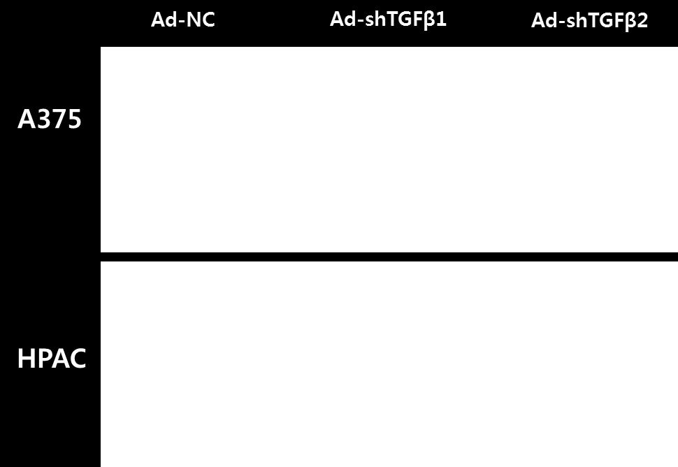 adenovirus-expressing shtgf-β1/2 at 100MOI respectively.