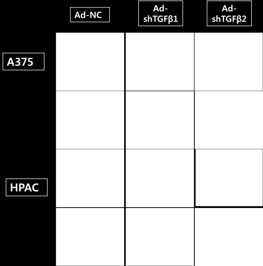 As a result, ROS was increasingly generated after 48 hr of adenovirus expressing shrna of TGF-β1 or 2