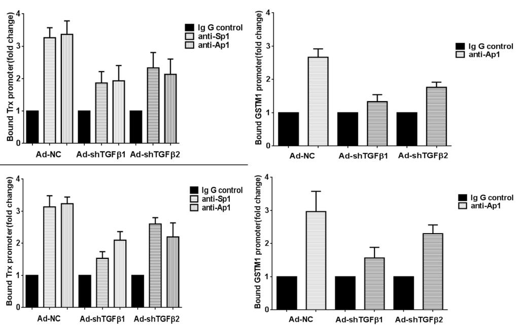 level of Sp1, Ap1 gene expression