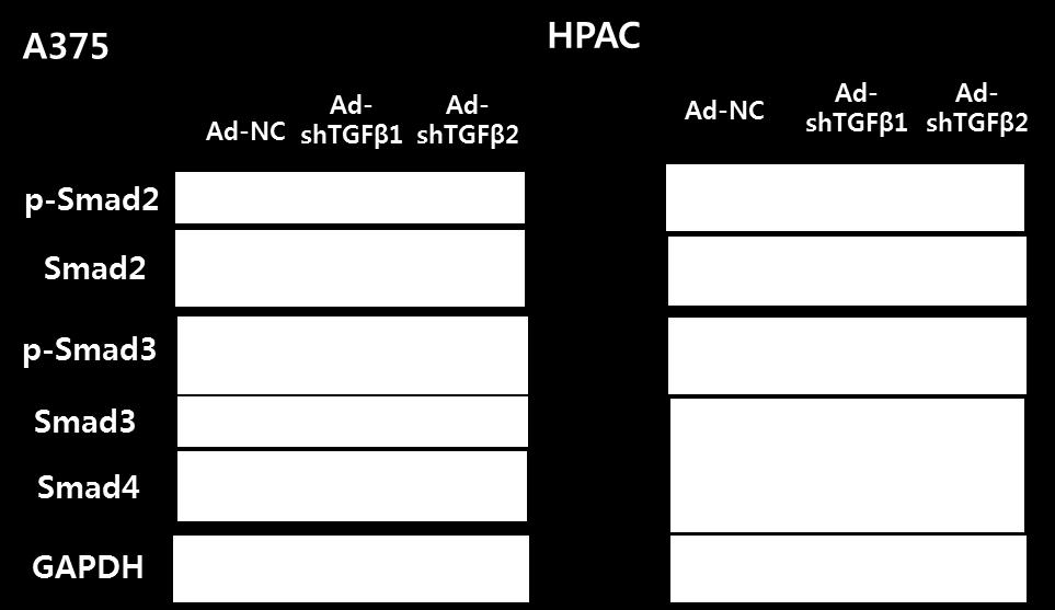 respectively. After 48 hr, Trx, GSTM1 promoter activity were analysed by Chip assays.