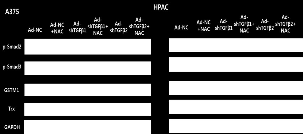 adenovirus-expressing shtgf-β1 or 2 at 100 MOI, respectively.