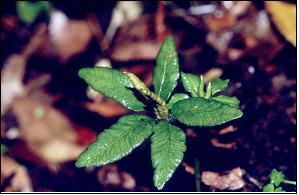 제주고사리삼 : 우리나라특산속식물 1 속 1 종 Mankyua