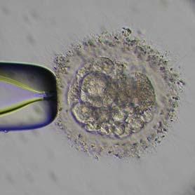 embryos.
