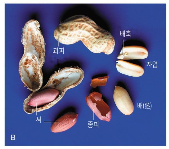 식물의주요분류군과종의수 1.