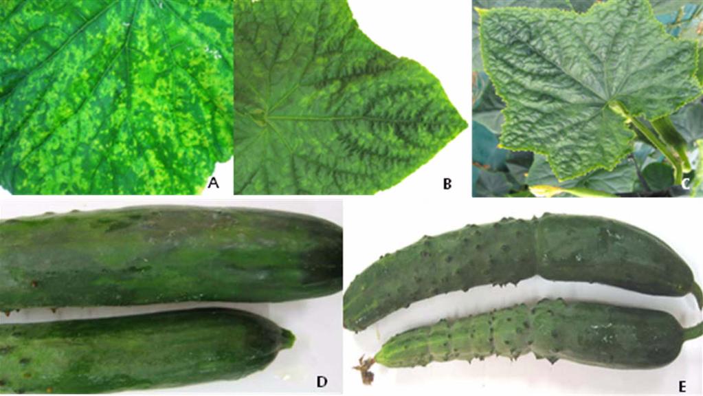 Symptoms induced by ZYMV single infection on cucumber cultivar of Dadagi at Sangju (A C) and Chicheong at Gurye (D F).