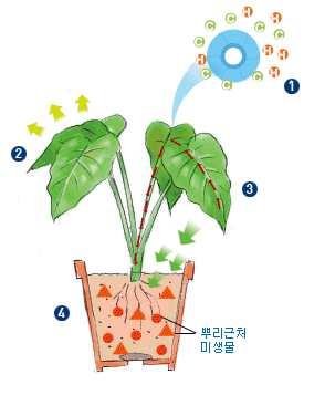 주변온도를조절한다. 3 미생물은유기물을분해하여식물영양원으로제공하고, 뿌리유출물은 ( 광합성산물의최대 45%) 미생물의영양원이되어상호공생의역할을한다. 실내공기중의 VOC는뿌리부분의미생물에의해제거된다. 4 증산작용으로화분토양내의부압이형성되어오염된공기가이동하면뿌리부분의미생물과토양흡착등에의해제거된다.