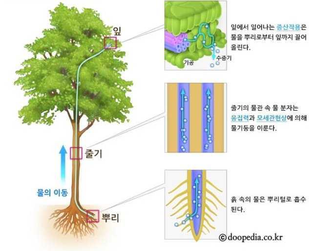 5. 교사자료 ( 학생활동지해설, 교사참고자료등 ) 차시 1~3/16 1. 광합성과증산작용잎에서는광합성이일어난다. 이때반드시물이필요하다. 따라서뿌리로흡수된물은줄기의물관부를통해잎까지전달되어야하는데이때증산작용은물을끌어올리는원동력이된다. 잎의기공을통해세포에있던물이공기중으로증발하면서물을보충하기위해잎맥의물관에연결되어있는물분자를끌어올린다.