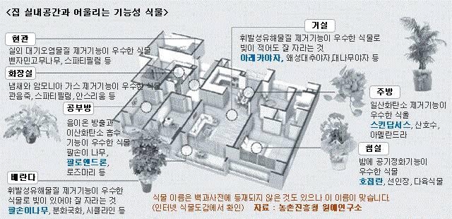 < 기능성에따른생활공간별식물배치 > 집실내공간과어울리는기능성식물 현관 : 실외대기오염물질제거기능이우수한식물, 벤자민고무나무, 스파티필럼등 화장실 : 냄새와암모니아가스제거기능이우수한식물, 관음죽, 스파티필럼, 안스리움등 공부방 : 음이온방출과이산화탄소흡수기능이우수한식물, 팔손이나무, 팔로앤드론, 로즈마리등 배란다 :