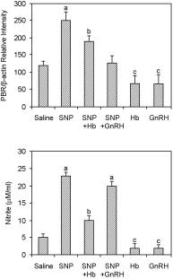 Western blot analysis (mean EM; n = 5) of PBR protein in the granulosa-luteal cells (A & B) and nitric oxide levels (mean EM; n = 5) in the medium 24 h after sodium nitroprusside (SNP) treatment in a