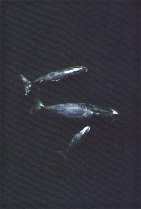 Use of Beaufort Sea as Feeding Habitat by Bowhead Whale (Balaena