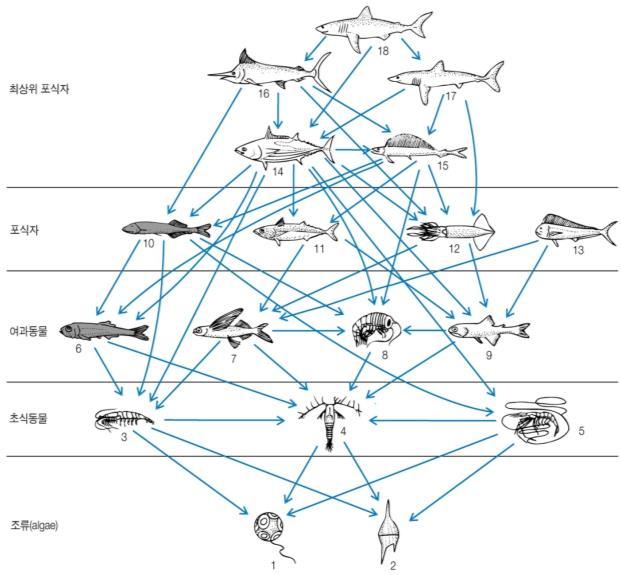 Ecological Significance of Marine Mammals Food webs-cold waters Food webs-antarctic waters Food webs-tropical