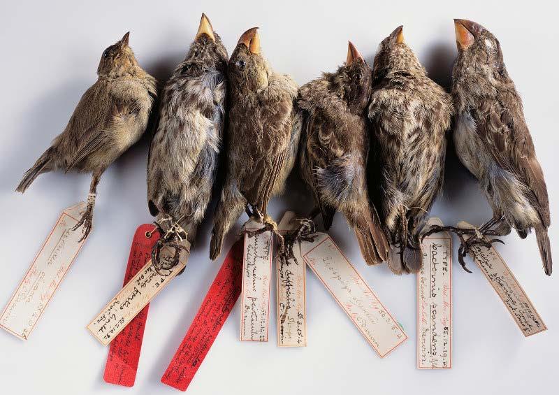 Finch Specimens Collected during