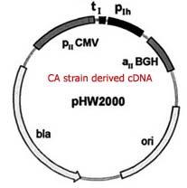 system 을이용한 recombinant influenza virus generation 방법은공여바이러스의고생장 특성을유지한재조합바이러스가만들어짐을확인하였다.