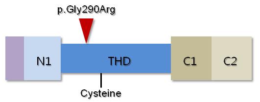 박영은 김태형 김향숙 김대성 Figure 3. A schematic diagram of protein structure encoded by COL6A1. The mutation of p.