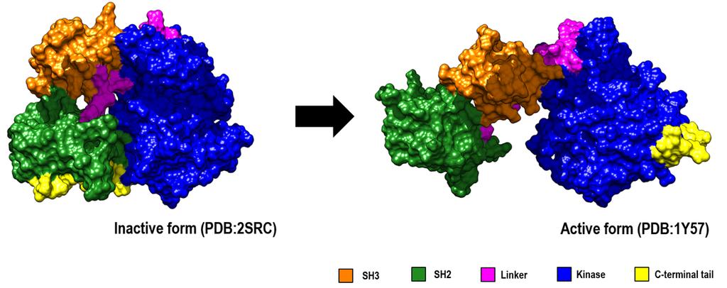 A study on imatinib binding to c-src tyrosine kinase according to sequential conformational change Suhyun Park Sangwook 3 Wu Fig. 2. Two distinct X-ray crystal structures of c-src tyrosine kinase.