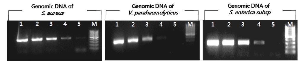 또한희석되어진 genomic DNA 혼합액을 template로 multiplex PCR법으로유전자를증폭시킨결과, singleplex PCR에서보인동일한검출한계즉, 10 pg genomic DNA를다중동시검출을할수있었다.
