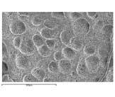대구외지 2005;31:143-149 물조직으로한정되어왔으며 McMillan 등 3) 은 hamster 의 buccal pouch 조직을 EDTA 로분리후주사전자현미경으로관찰하여정상조직에서 rete ridges 가관찰됨을밝혔다.