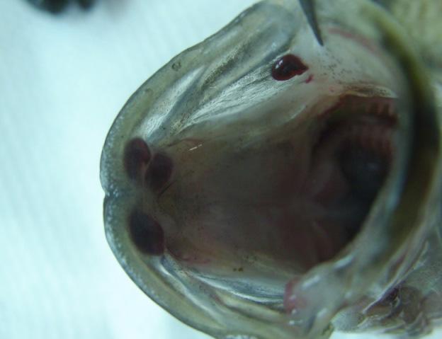 infected rockfish;