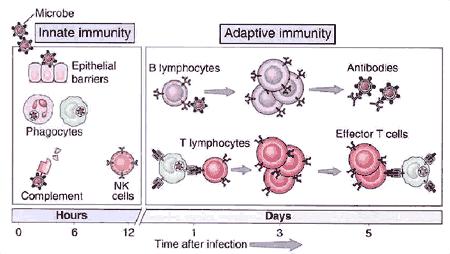 1) 두가지형태의면역반응 ㄱ ) 자연면역 (natural immunity) 또는기존면역 (innate immunity) : 외부로부터항원이들어오면즉시반응하는면역체계 :