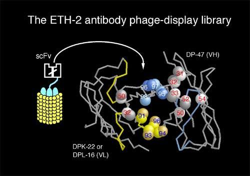 5-3) Phage display 와항체 library 항체의 v