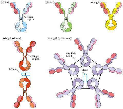 2) Serum antibody 의기능 (antibody effector
