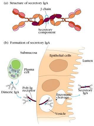 2-3) IgA 급항체 몸에서체외로분비되는항체 (secretory antibody) : 침, 눈물, 호흡기분비물, 소화기분비물, 생식기분비물등으로분비 :