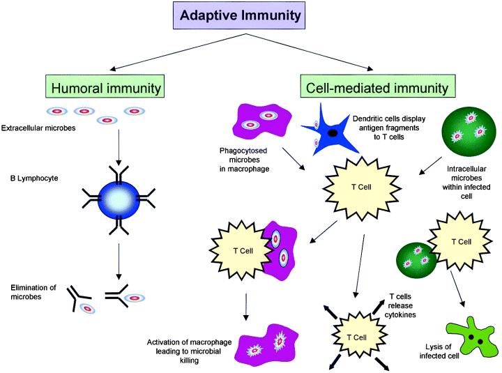 5) 획득면역반응의종류 ㄱ ) 세포매개성면역반응 (cell mediated immunity) : 세포가직접적으로획득면역반응을수행하는과정 :