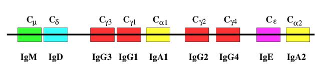 3-2) Heavy chain 의 germ line gene 의구성 여러개의 V 지역이모여있으며, 각각의급에해당하는 C 지역유전자들이서로모여있다 Heavy chain C 지역유전자의 5 쪽에 100 여개 V region 유전자가있다 Heavy chain V