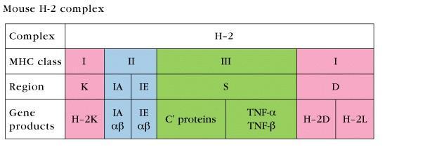4) class III MHC loci MHC region 에있는 class I 과 II 유전자외의다른유전자 : TNF, LT 등의