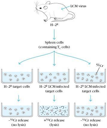 1) T cell 의항원인식에서의 MHC 에의한제한 (MHC restriction) Zinkernagel 과 Doherty 는생쥐에 LCM 바이러스를감염시킨후, T cell 이감염된세포를죽이는세포독성시험 (cytotoxicity assay) 을수행 T