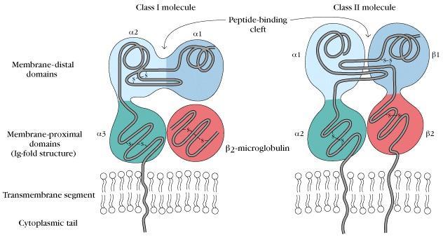 2) class II MHC 세포막에결합된두가지단백질복합체 (membrane bound heterodimer) : α