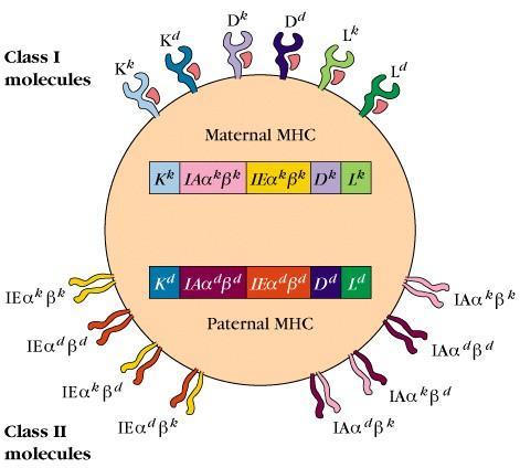 2) MHC 단백질의발현 사람의경우세포표면에적어도 6 개의 class I molecule 과 20 개의 class II molecule 을발현 :