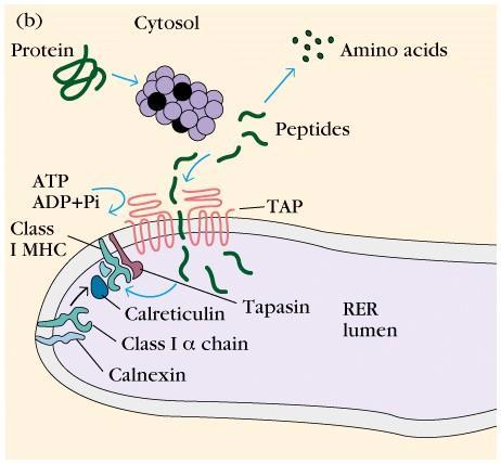 4) class I MHC 의항원제시 (cytosolic pathway) class I MHC 의 mrna 는 membrane bound ribosome 에서번역된다 번역과동시에소포체로이동하고, 그곳에서 β-2