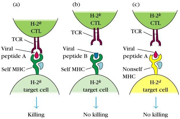 3) T cel clone 과항원인식 T cell 도 B cell 처럼특이적인항원수용체를가진다양한 clone 으로존재 : Thymus 에서성숙되어다양한 T cell clone 이생성 (T cell