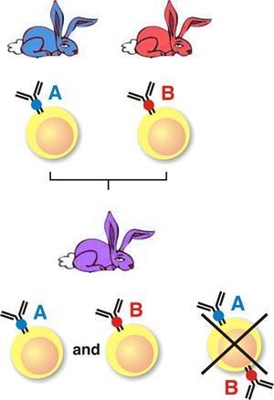 9) 클론선택이론 - T and B cell repertoire : 각각의림프구는한가지항원과만반응 림프구클론 :
