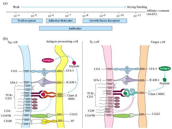 1) T cel 의항원인식에부속분자가필요한이유 TCR 과 MHC-peptide