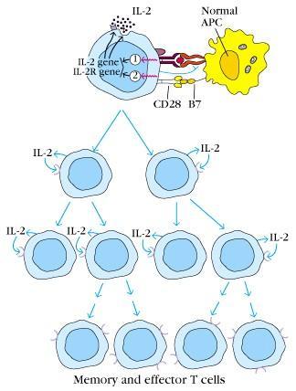 1) T cell 의활성화 T cell 이표면의 TCR 을통하여항원과 MHC 를인식하면 T cell 은증식하고분화 ( 그림 16) : T