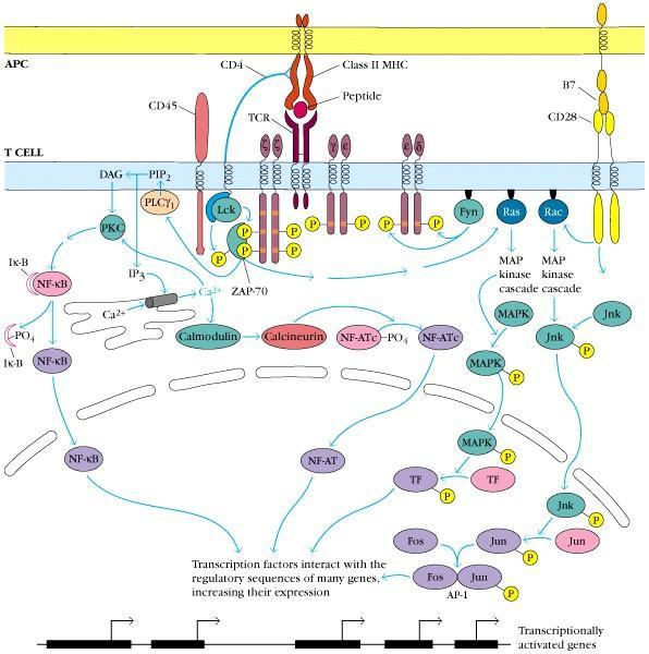 3) T cell 이활성화의과정 TCR 과 MHC-