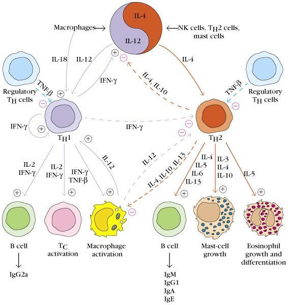 3) Cytokine network TH-1 과 TH-2 세포들의할성화는복잡한사이토카인의상호작용으로나타나며,
