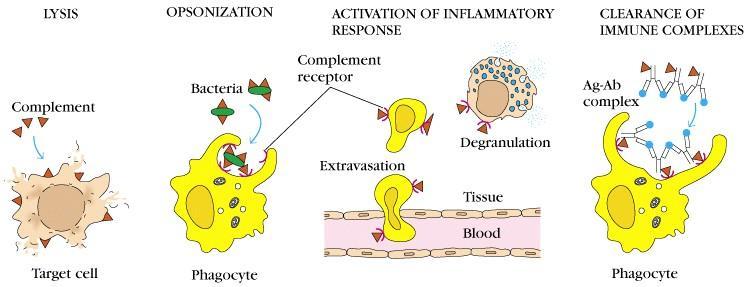 2) 보체의기능 보체는항원의제거에중요 : 항체반응의작용기능 : 염증반응촉진보체의기능 : 세균과같은미생물을파괴하여제거 (lysis) : 미생물에대한식균작용촉진