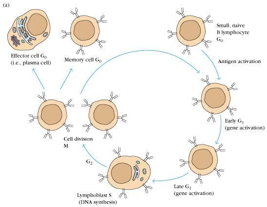 3-3) blast transformation ( 아세포전환 ) 임프구는항원에의해활성화될때, 모양이변하면서분열한다 : 항원은 resting lymphocyte 를 cell cycle 의