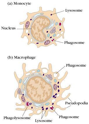 4) 단핵식균세포 (mononuclear phagocytes) 대표적인보조세포 : 식균작용 (phagocytosis) :