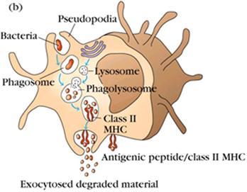 4-2) 자연면역반응에서 macrophage 의기능 미생물, 항원, 죽은조직, 적혈구등을식균작용으로파괴