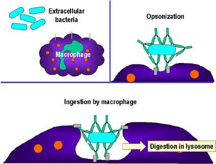 4) 획득면역반응에서 macrophage 의기능 항원을 T cell 에보여준다 (antigen