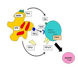 processing) T cell 의활성화를촉진하는 cytokine 을분비 세포매개성면역반응의작용세포
