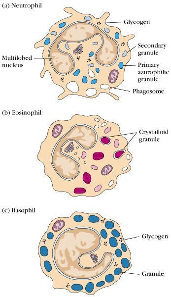 5. 과립구 (granulocytes) 세포질에과립이많이있는백혈구 (granular leukocytes, WBC) :