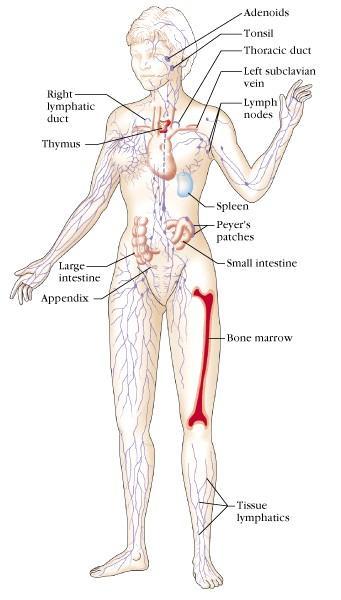 2) 두가지의임프기관 1 차임프기관 (primary or generative lymphoid organ) : 임프구의성숙과분화가일어나는곳 : 골수 (bone marrow), 흉선 (thymus) 2 차임프기관