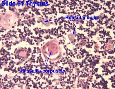 cell, epithelial cell 과 macrophage : thymocytes 에