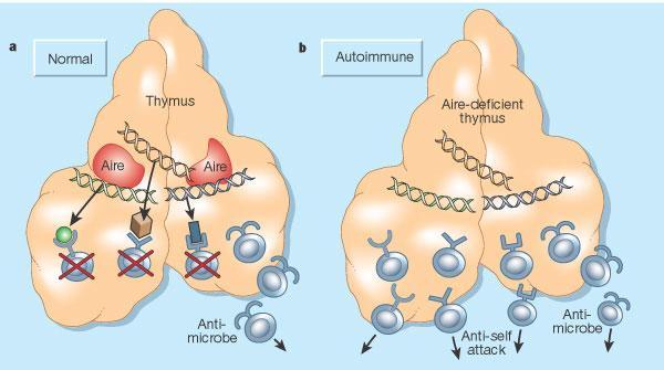 4-2) 흉선에서흉선세포의선택 골수의줄기세포중 Pro-T cell 은정맥을통하여흉선안으로들어가 thymocyte 로전환